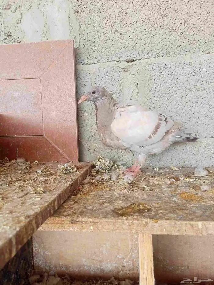 حمام 1