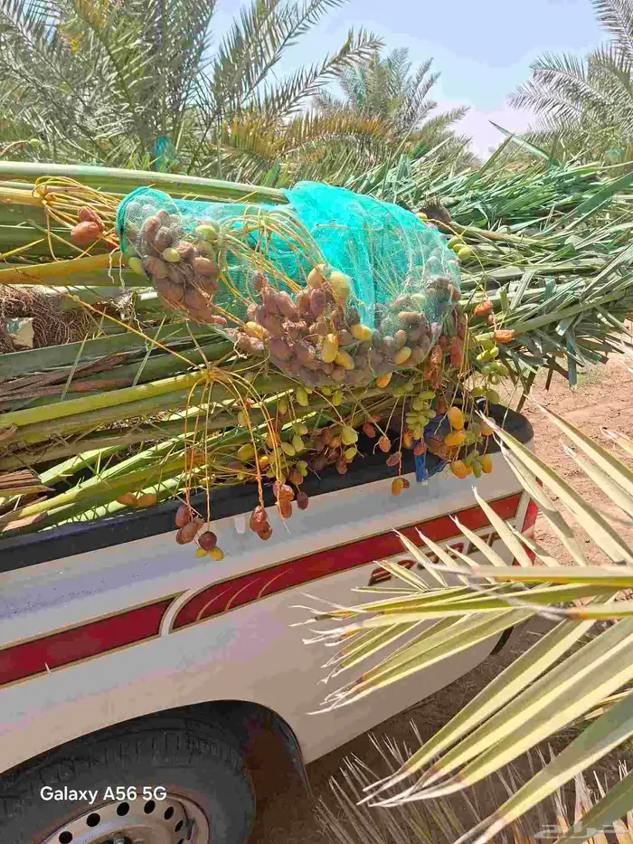مزراع الغاط المجمعه الزلفي سدير الارطاويه 3
