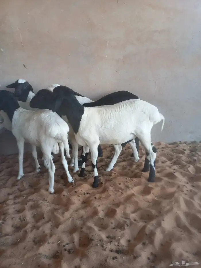 للبيع خرفان هرافي هجين 3