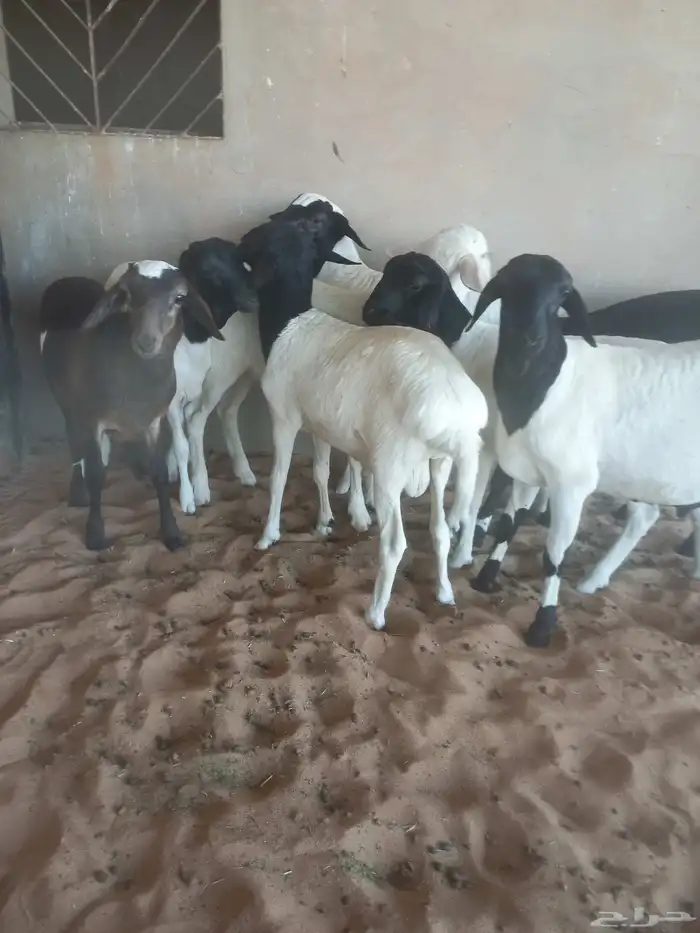 للبيع خرفان هرافي هجين 2