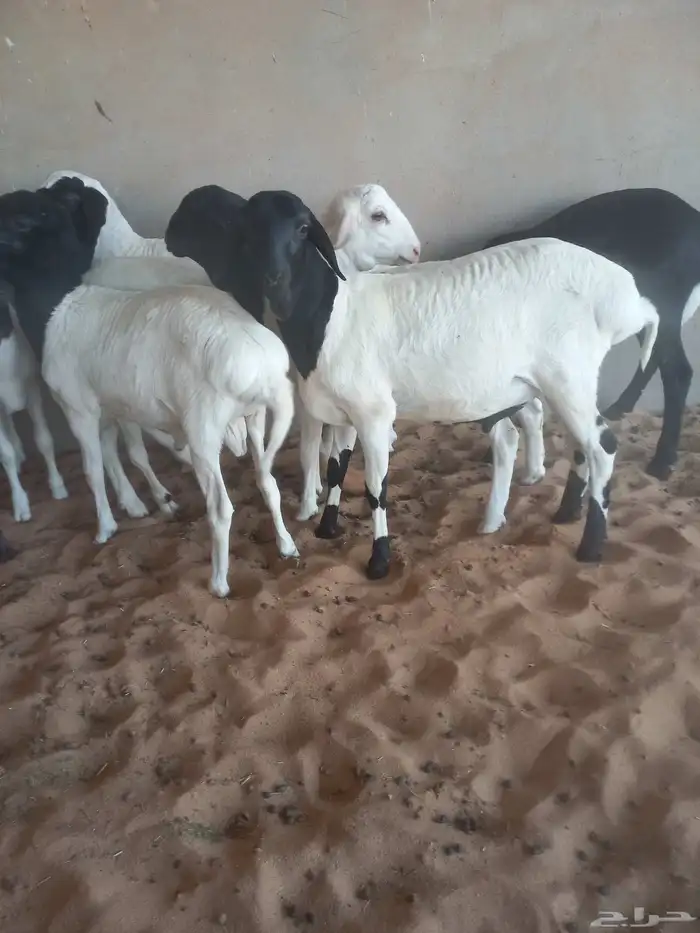 للبيع خرفان هرافي هجين 4