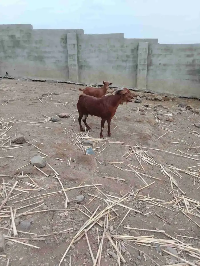 تيس فحل ادهم صنف فاخر 1