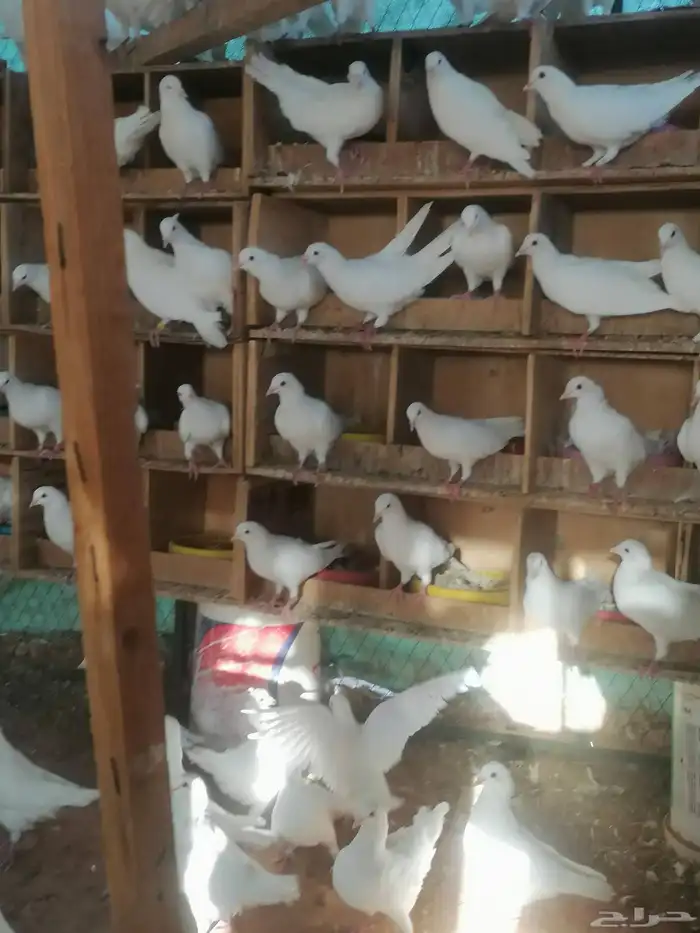 حمام فرنسي ابيض 0