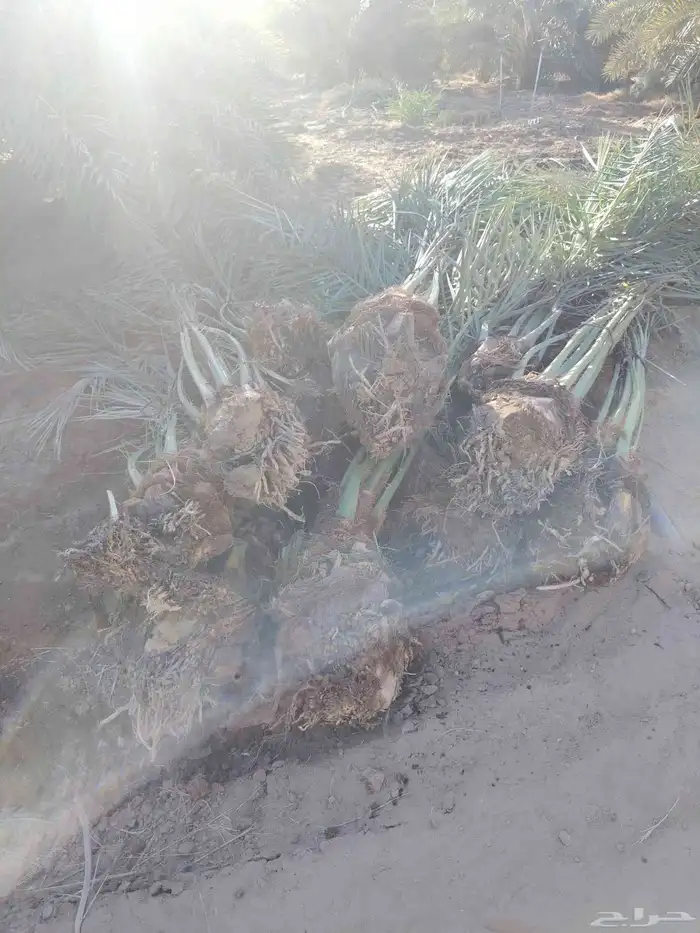 نخل عربي 1