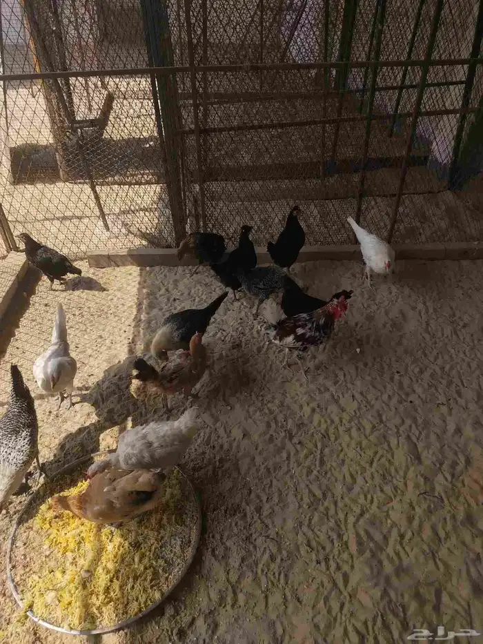 دجاج بلدي وفيومي 2