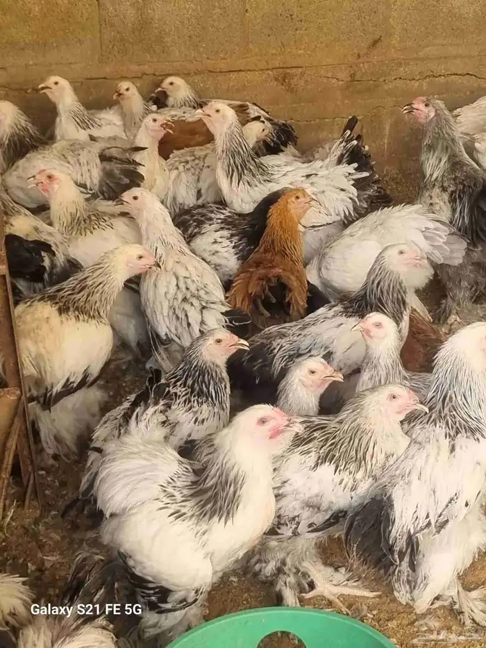 دجاج براهما أصل تحصينات ومناعه وريش ماشاء الله 0