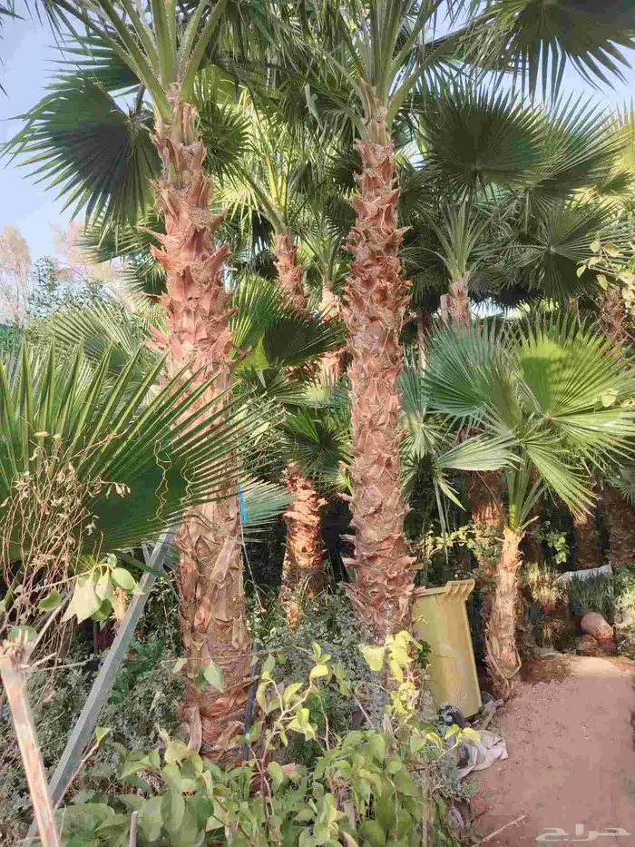 نخل زينه واشنطني أمريكي بجميع المقسات 2