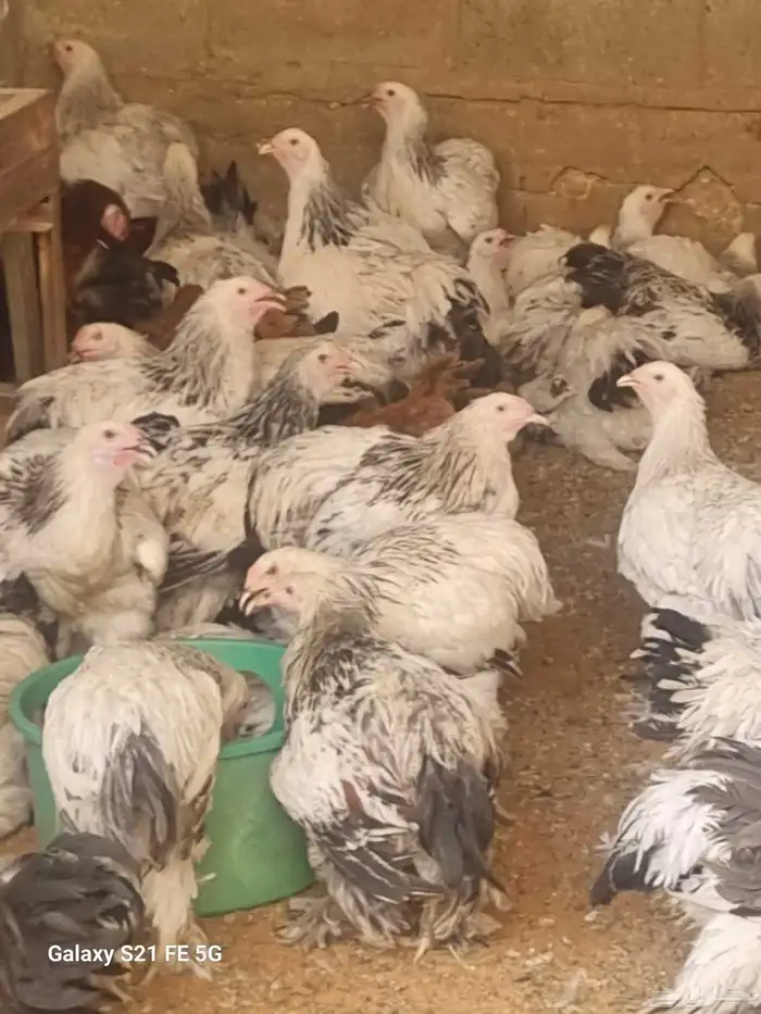 دجاج براهما أصل تحصينات ومناعه وريش ماشاء الله 1