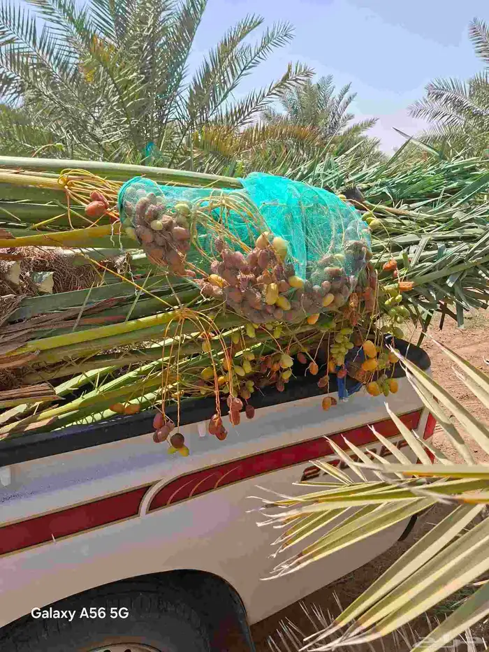 مزراع الغاط المجمعه الزلفي سدير الارطاويه 4