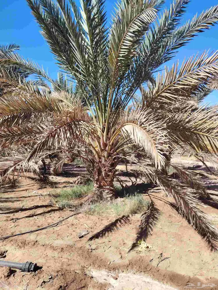 نخل عربي 5
