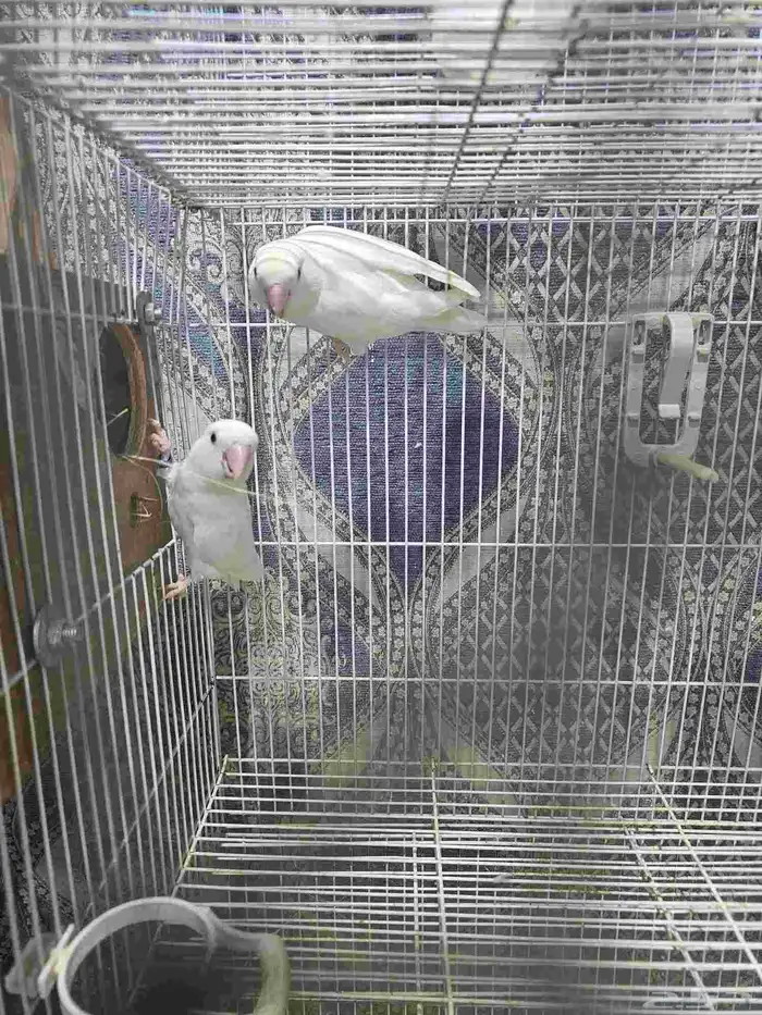 Albino Rose Ringneck Parakeet 4 chicks 4