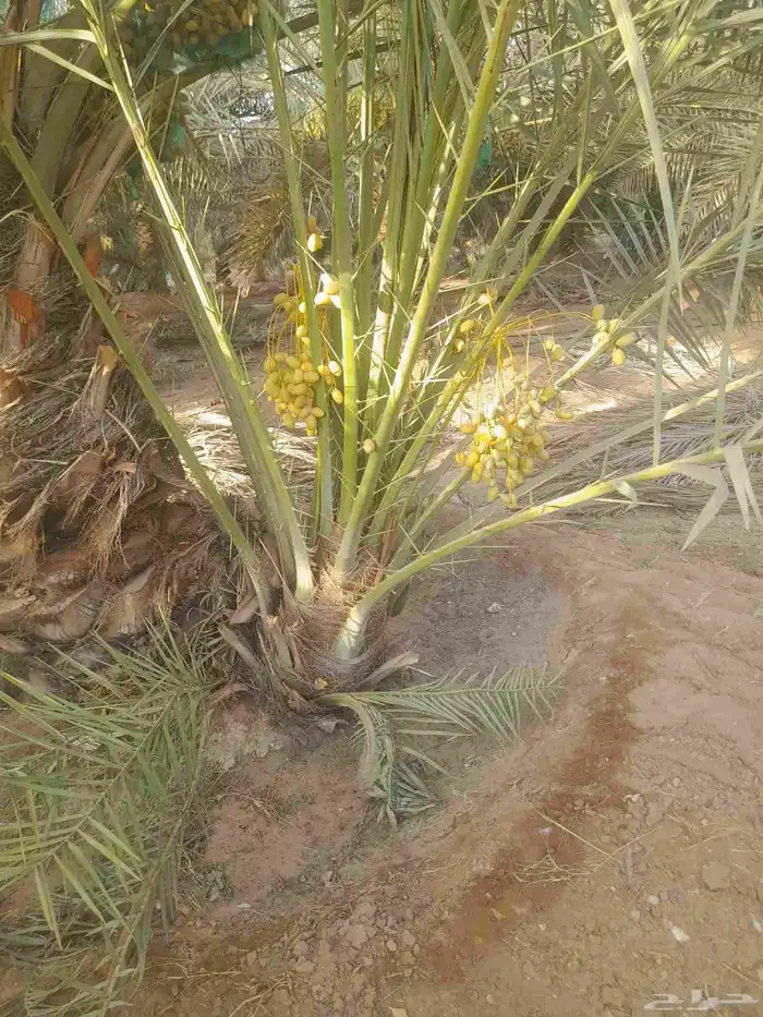 لبيع نخيل القصيم 2