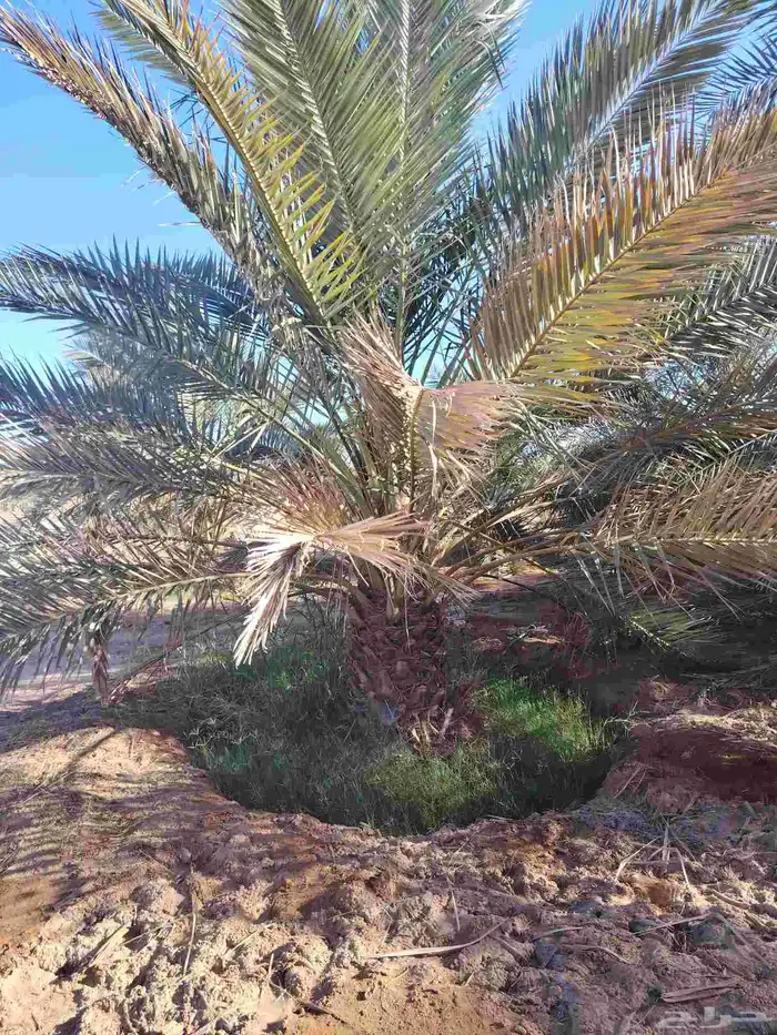 نخل عربي 3