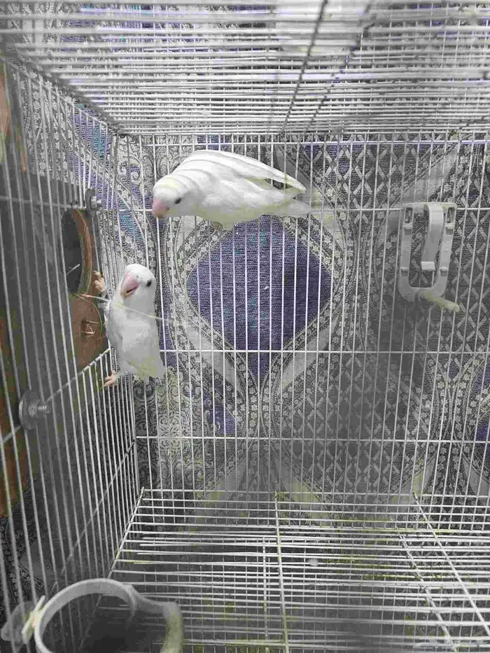 Albino Rose Ringneck Parakeet 4 chicks 3