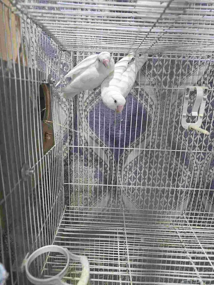 Albino Rose Ringneck Parakeet 4 chicks 2