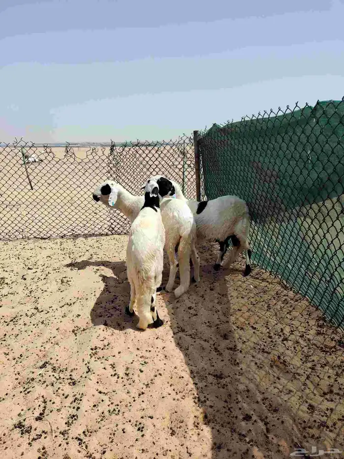 سواكن فل 0