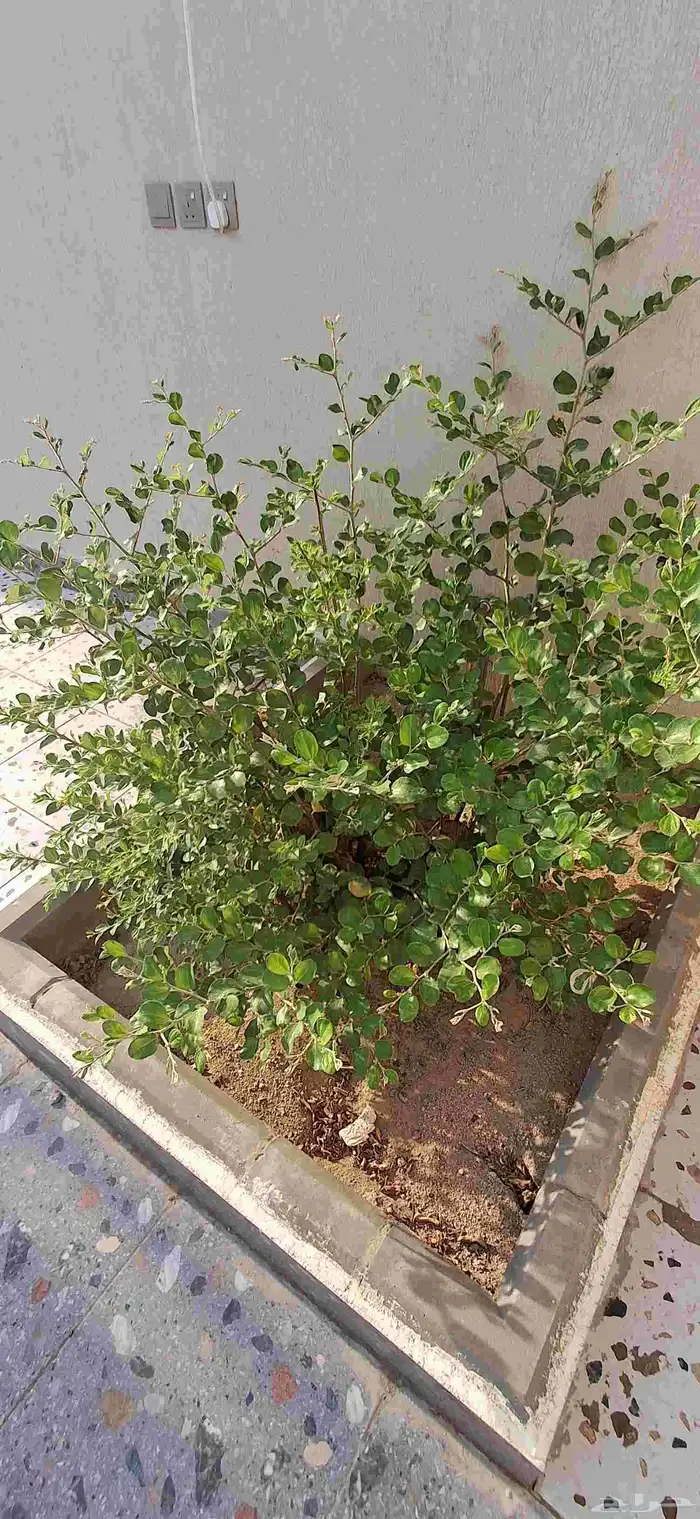 شجرة سدر 0
