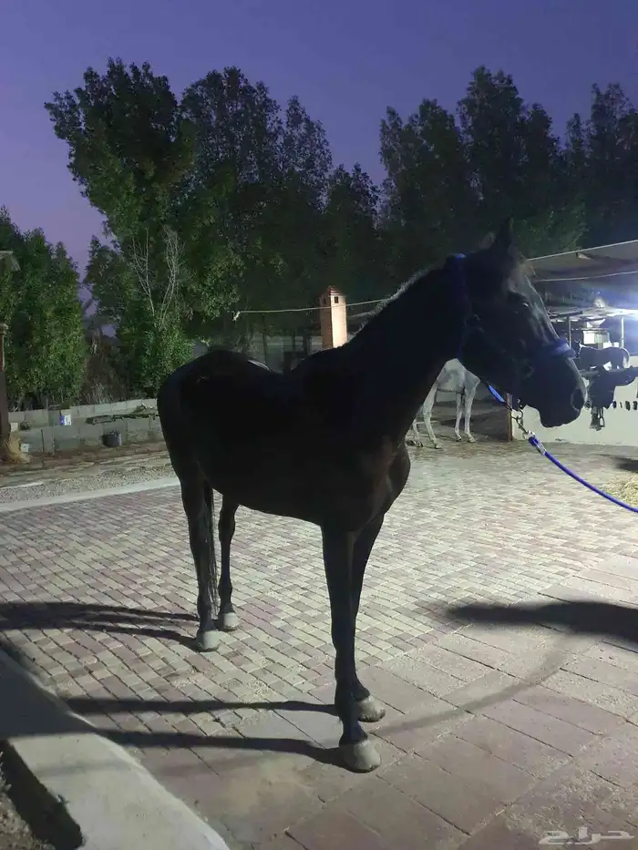 فرس دهماء جزيري شعبي 0