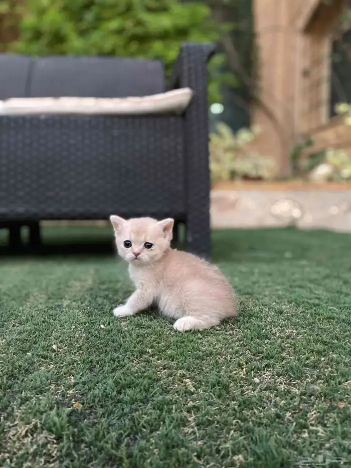 عروض اليوم الوطني سكوتش فولد مطعمين مدربين للبيع ولايوجد تبن 6