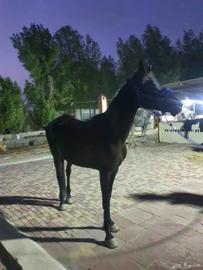 فرس دهماء جزيري شعبي 1