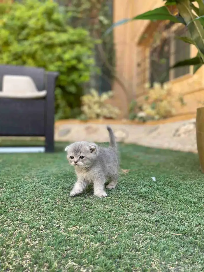 عروض اليوم الوطني سكوتش فولد مطعمين مدربين للبيع ولايوجد تبن 4