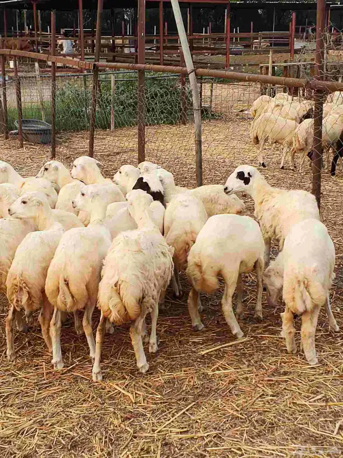 معنا رخال بلدي مضمون رقم واحد 0