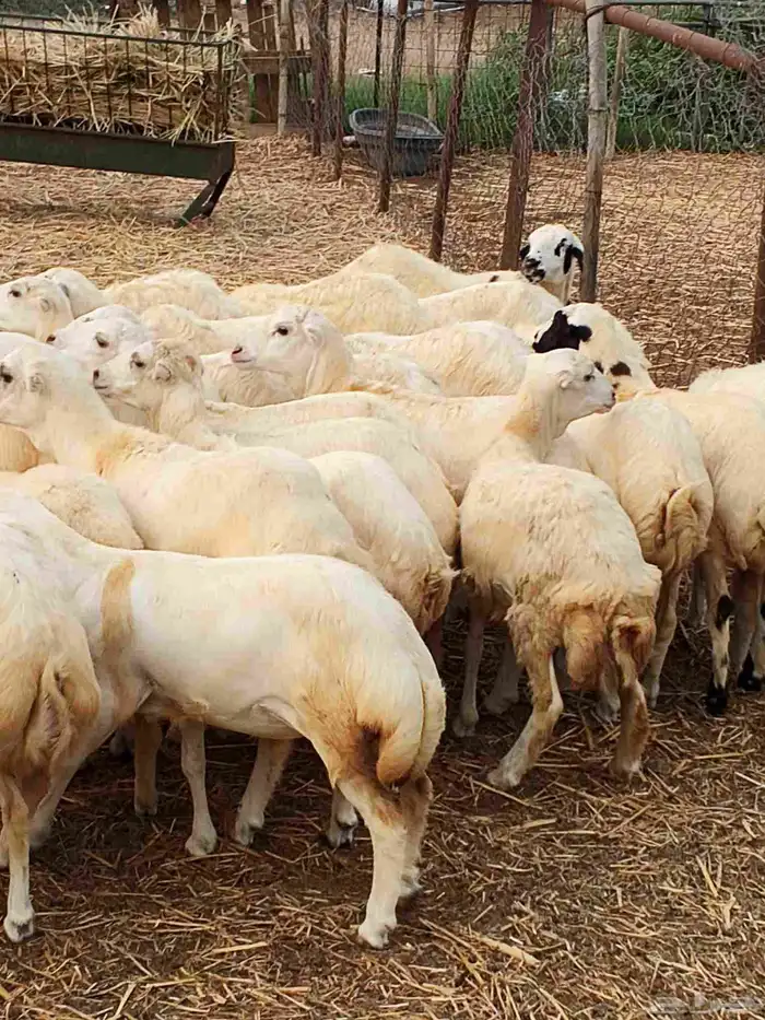 معنا رخال بلدي مضمون رقم واحد 6