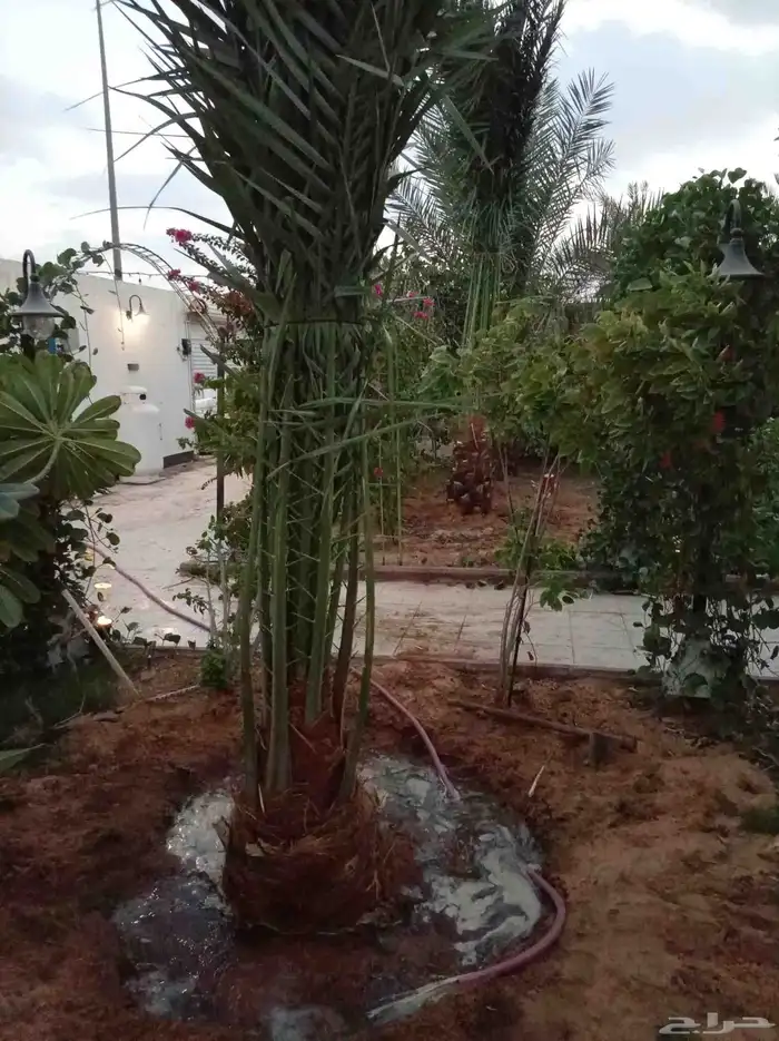 نخل للبيع في بقعاء الشنان حايل المدينه 0