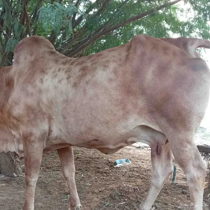 للبيع بقره 0