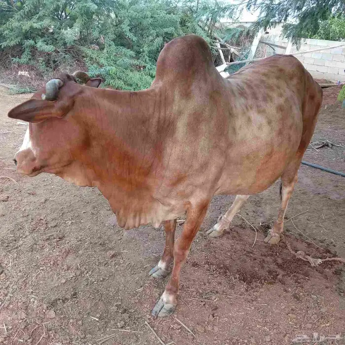 للبيع بقره 1