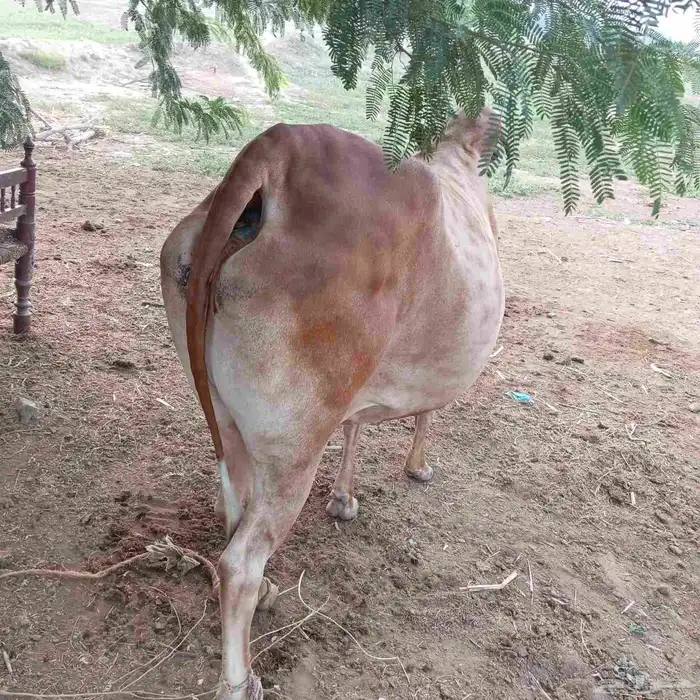 للبيع بقره 3