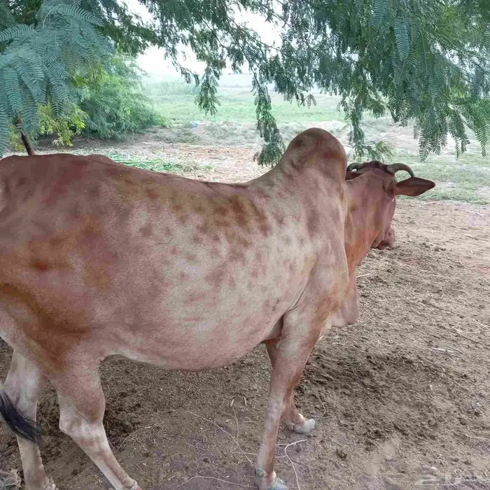 للبيع بقره 2