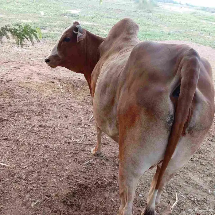 للبيع بقره 4