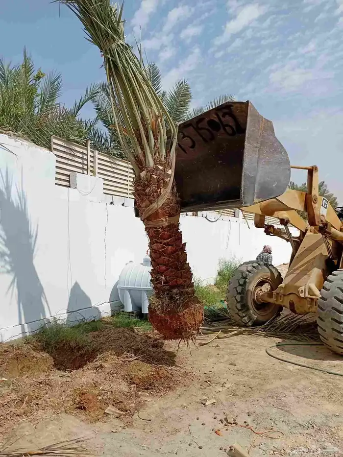 نخل عربي نخيل نخل واشنطني زينه أمريكي 1