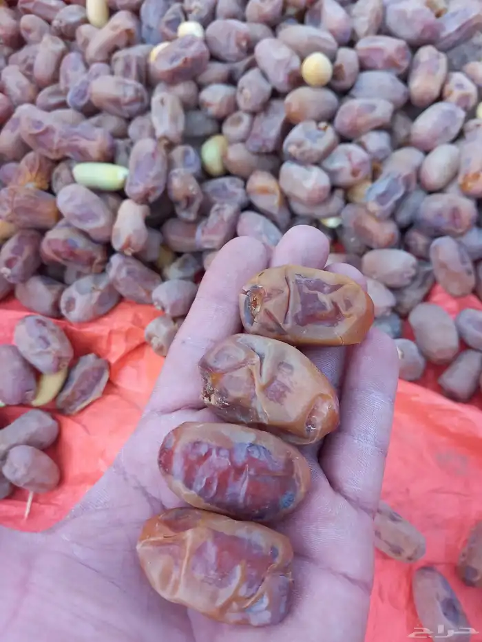 تمور اخلاص للبيع 2