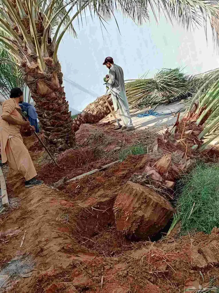 نخل عربي نخيل نخل واشنطني زينه أمريكي 2