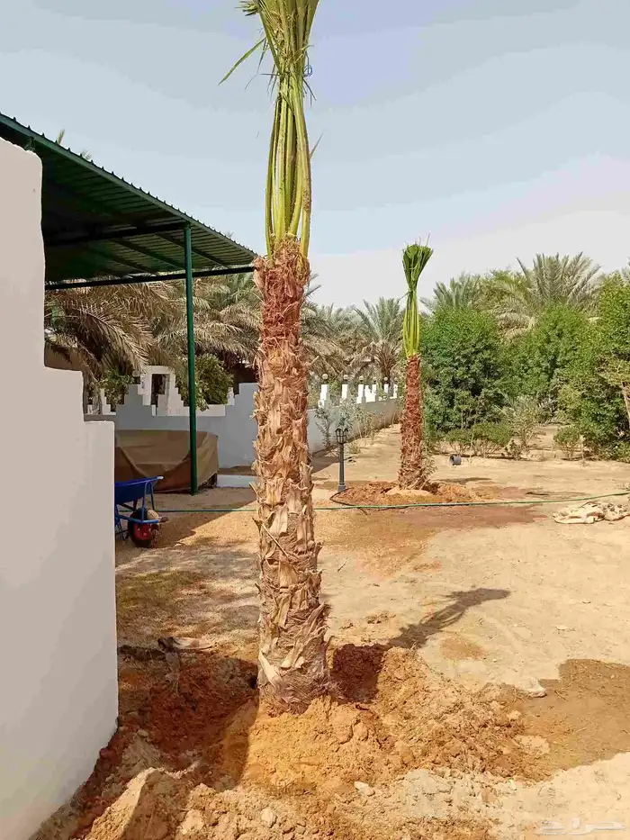 نخل عربي نخيل نخل واشنطني زينه أمريكي 9
