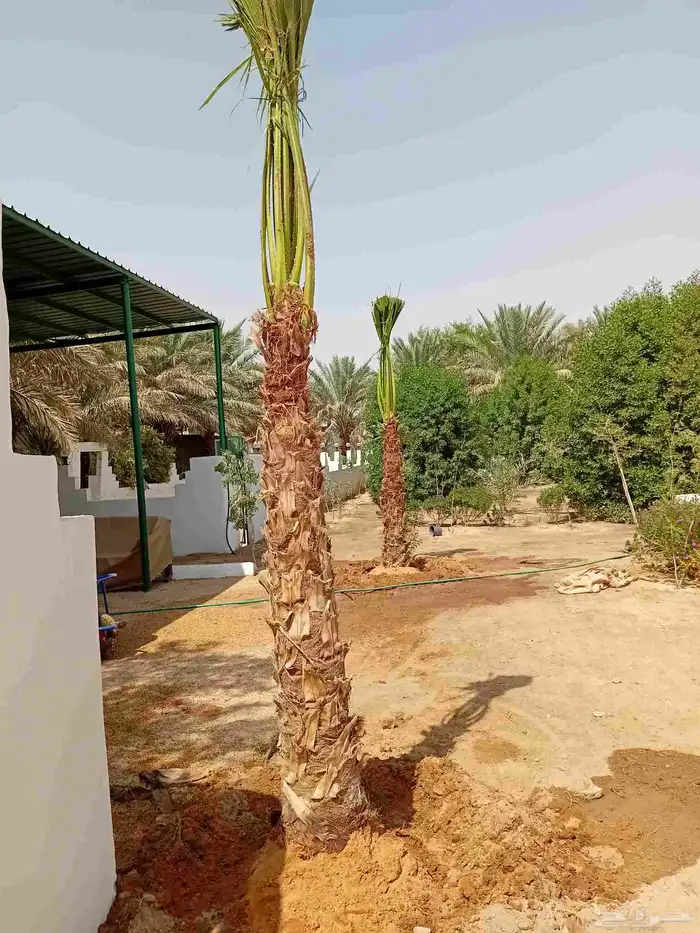 نخل عربي نخيل نخل واشنطني زينه أمريكي 6