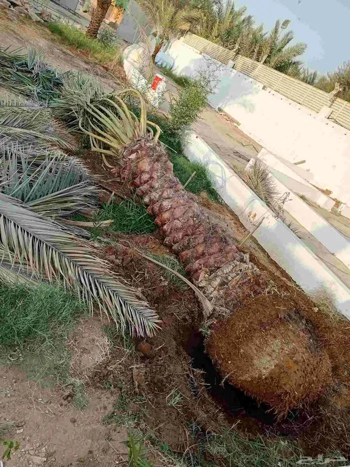 نخل عربي نخيل نخل واشنطني زينه أمريكي 5