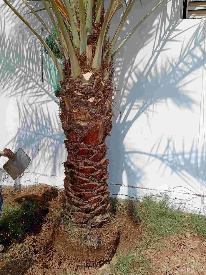 نخل عربي نخيل نخل واشنطني زينه أمريكي 0