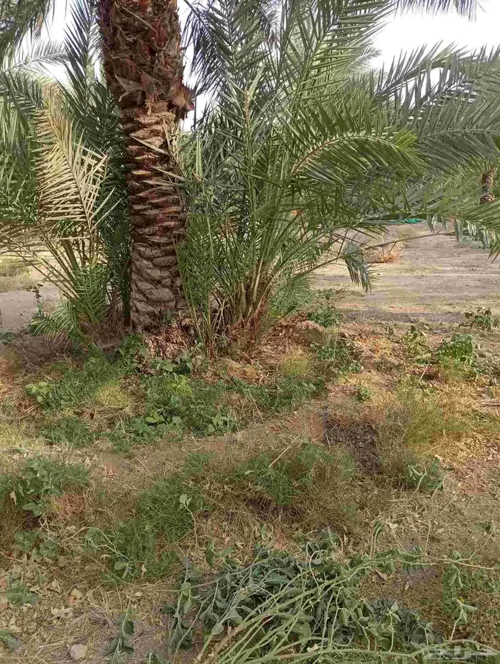 يوجد لدينا جميع انواع فروخ النحيل 5