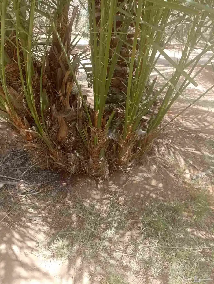 يوجد لدينا جميع انواع فروخ النحيل 0