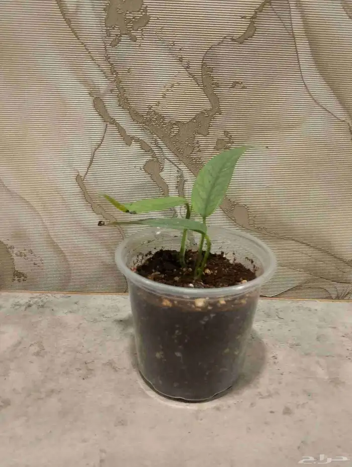 من النوادر بوتس سيبو بلو وبوتس تريبي كميه محدوده 3