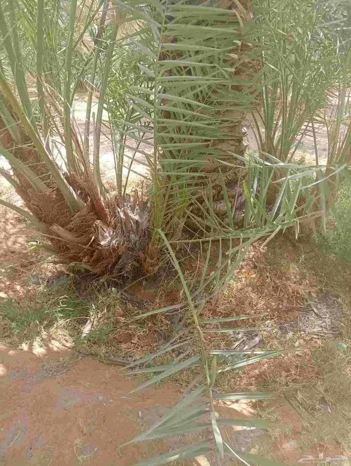 يوجد لدينا جميع انواع فروخ النحيل 1
