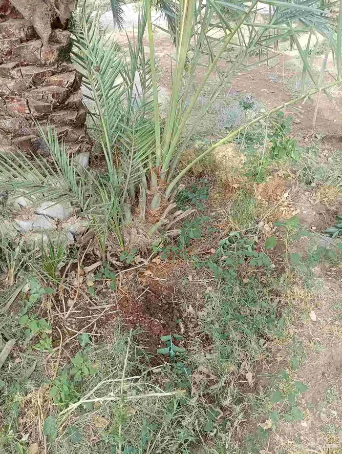 يوجد لدينا جميع انواع فروخ النحيل 4