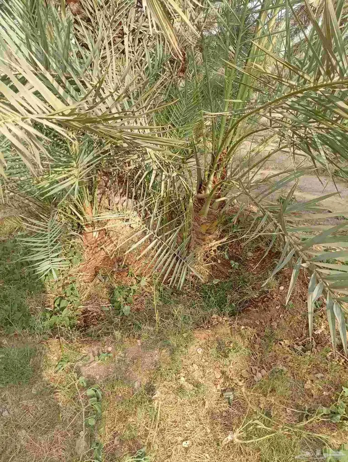 يوجد لدينا جميع انواع فروخ النحيل 3
