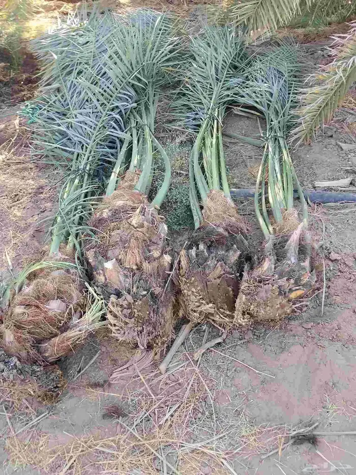 يوجد لديناء فصائل نخيل 0