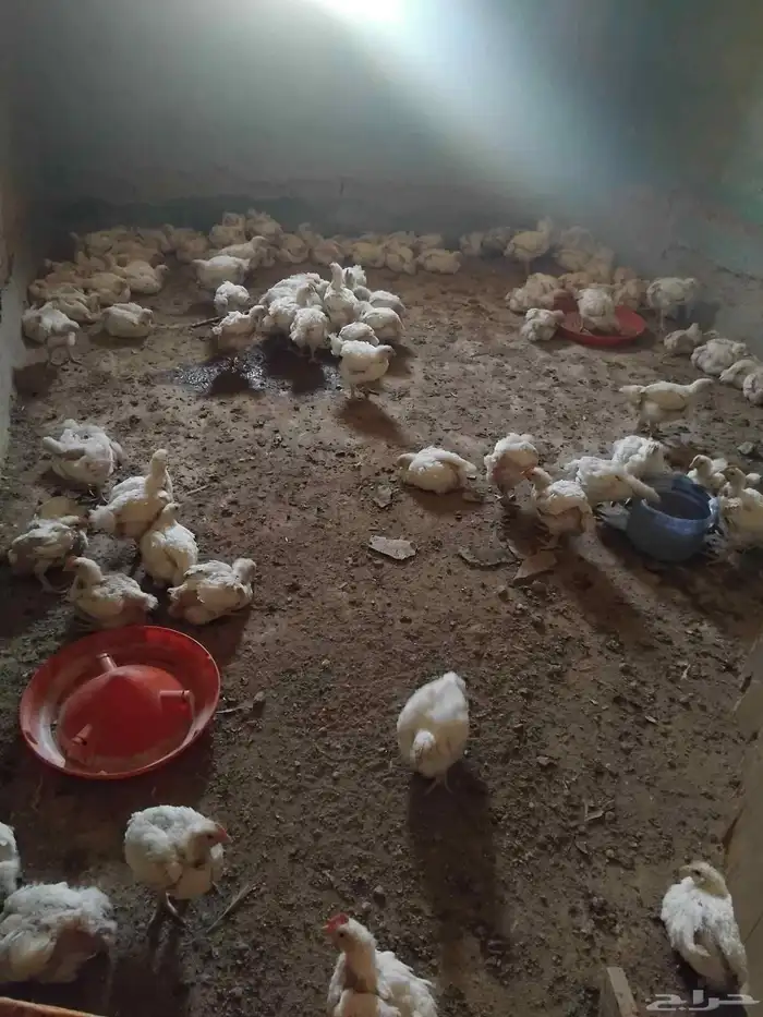 دجاج لاحم ابيض حي للبيع 2