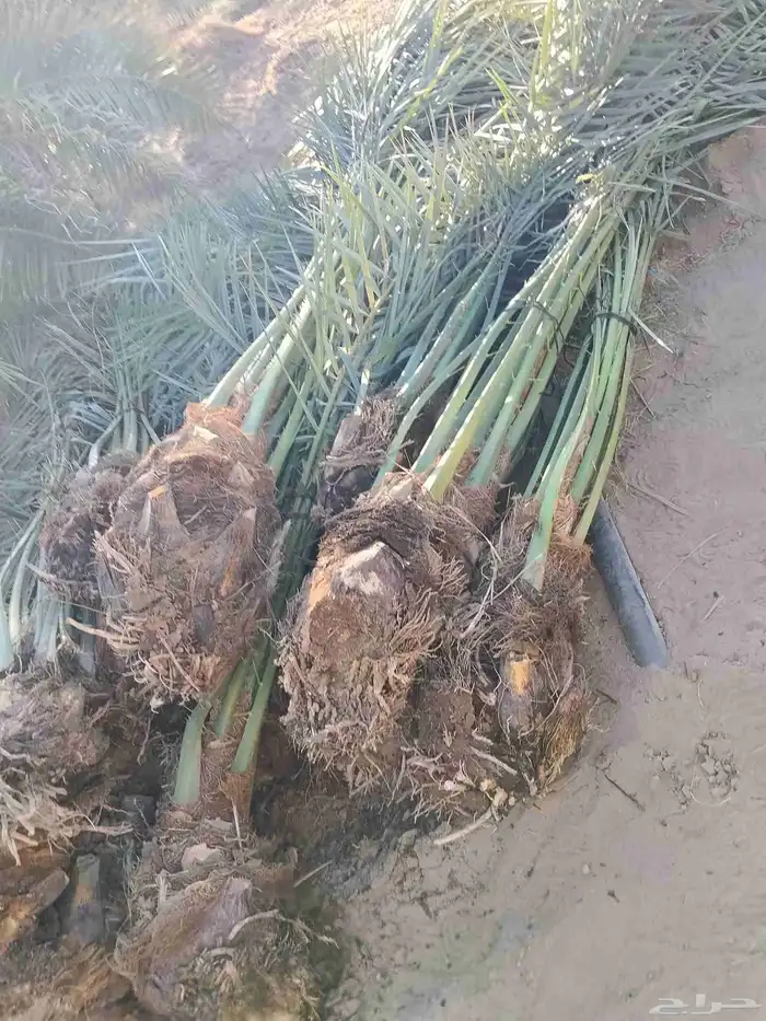 يوجد لديناء فصائل نخيل 1