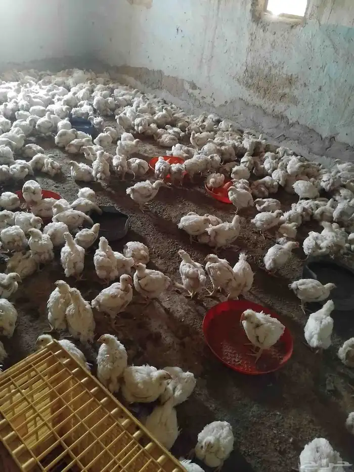 دجاج لاحم ابيض حي للبيع 0